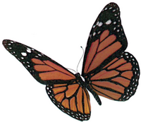 Phyllis Marie Cavitt